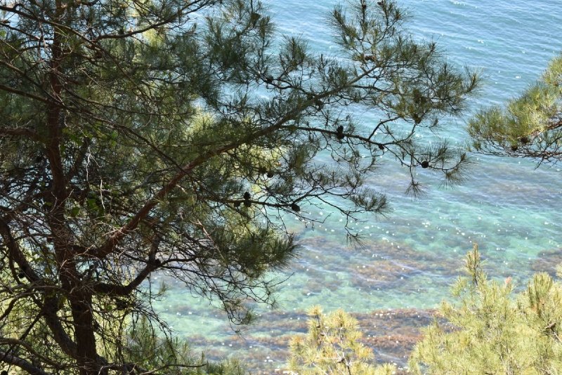 Крымская сосна Алушта