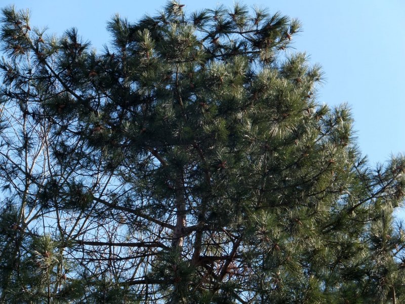 Сосна Пицундская Pinus pityusa
