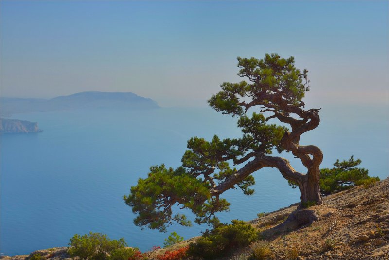 Pinus heldreichii 'Aureospicata'