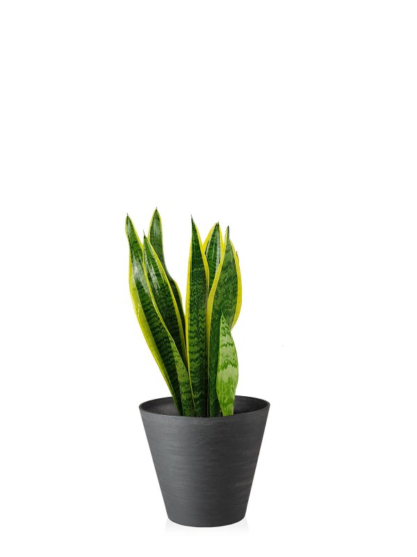 Sansevieria канарейка