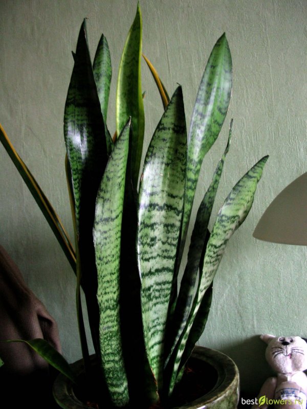 Sansevieria zeylanica