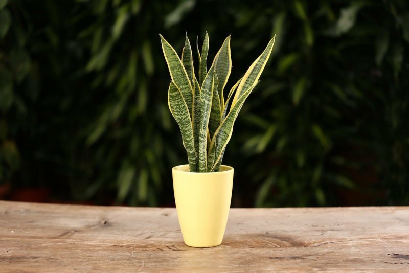 Sansevieria trifasciata