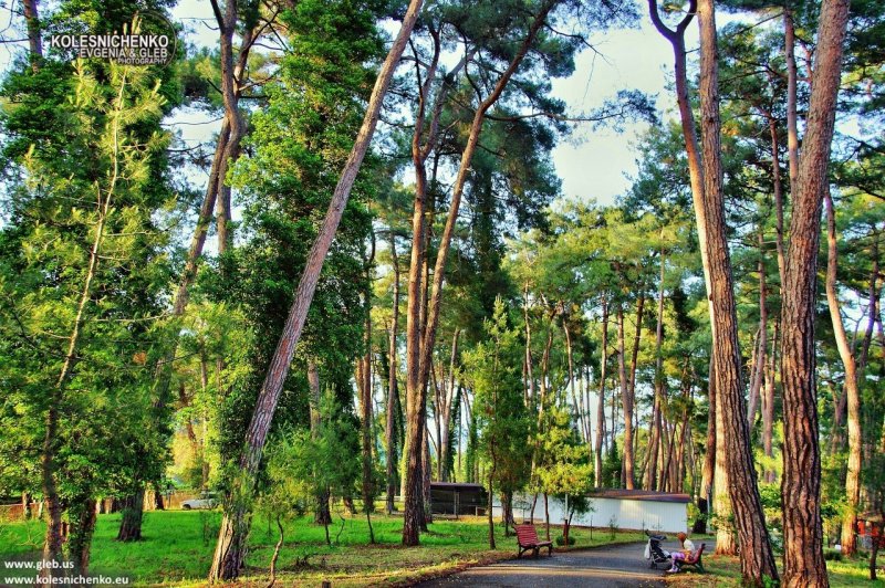 Pinus pityusa шишки