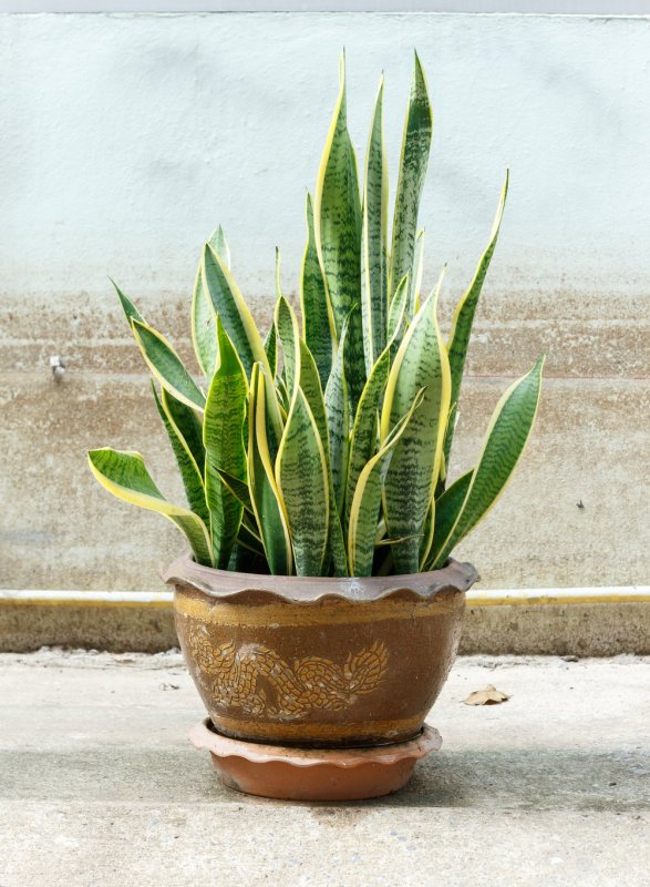 Sansevieria trifasciata