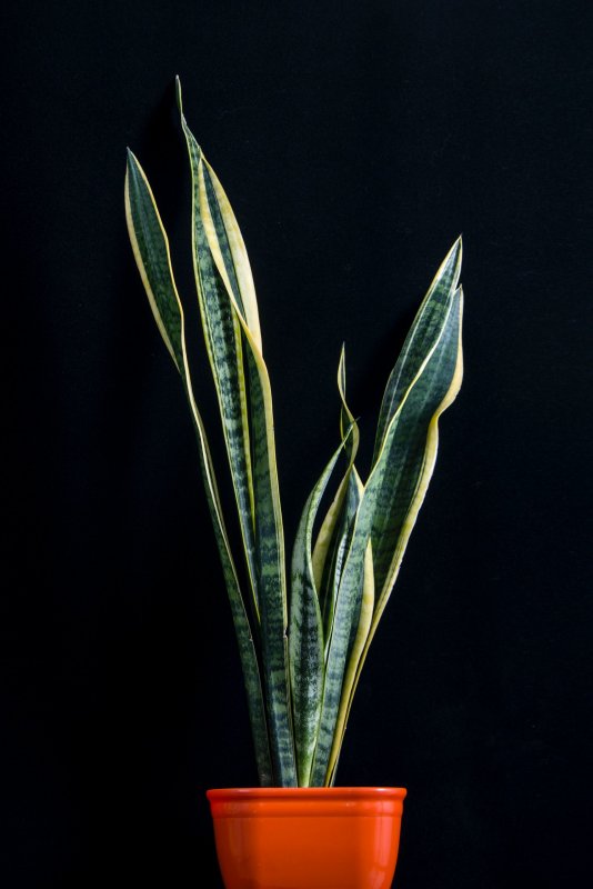 Сансевиерия трехполосная (Sansevieria trifasciata)