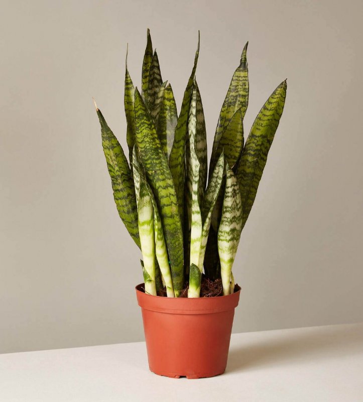 Sansevieria zeylanica