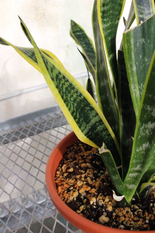 Sansevieria trifasciata