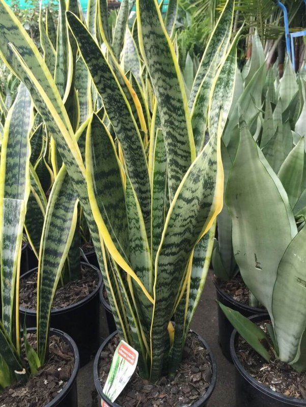 Sansevieria trifasciata Laurentii