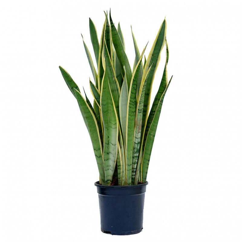 Sansevieria trifasciata