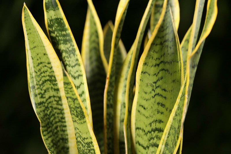 Сансевиерия trifasciata(trifasciata)