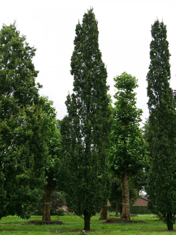 Дуб черешчатый Quercus Robur 'Fastigiata'