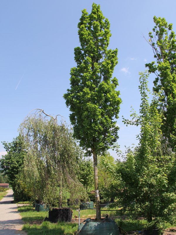 Дуб черешчатый Quercus Robur 'Fastigiata'