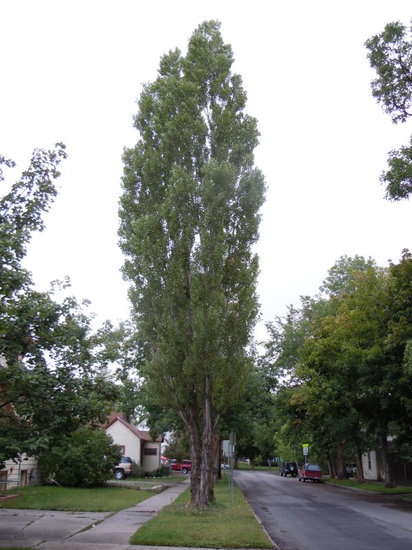 Тополь черный (Populus nigra)