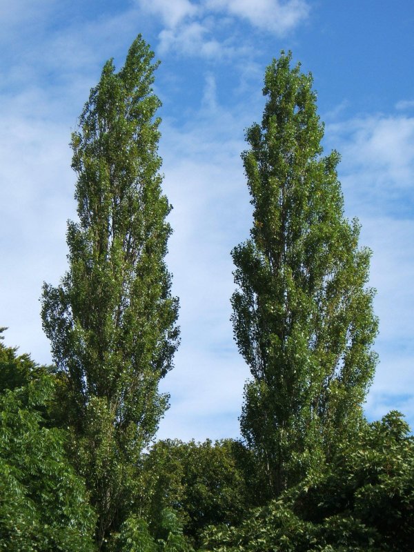 Тополь пирамидальный Populus pyramidalis