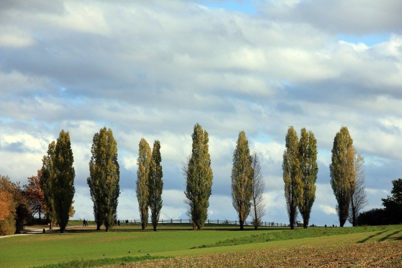 Тополь пирамидальный Populus pyramidalis