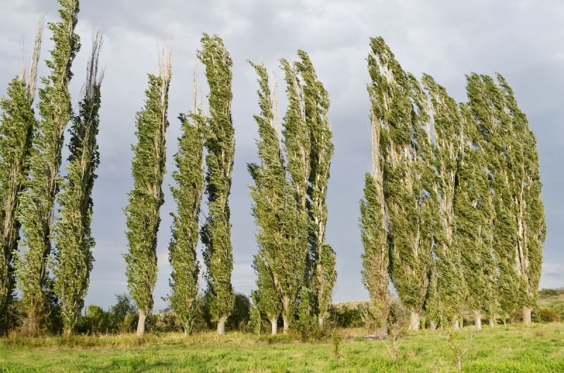 Тополь пирамидальный Populus pyramidalis