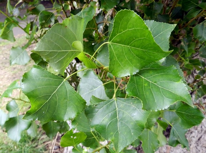 Populus nigra 'Italica'