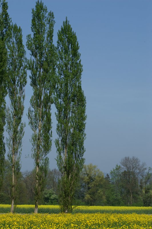 Тополь пирамидальный Populus pyramidalis