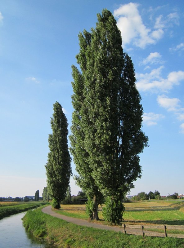 Populus nigra Afghanica