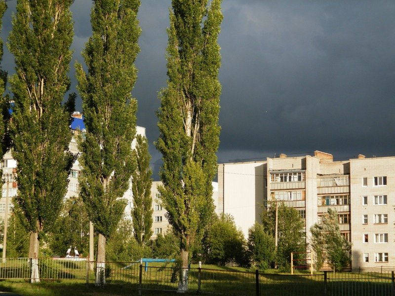 Тополь в Узбекистане