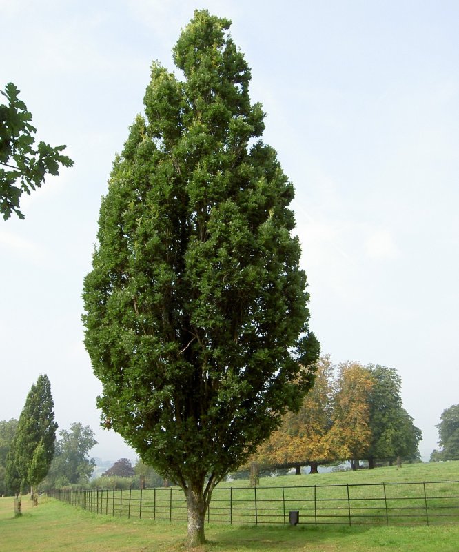 Дуб черешчатый Quercus Robur 'Fastigiata'