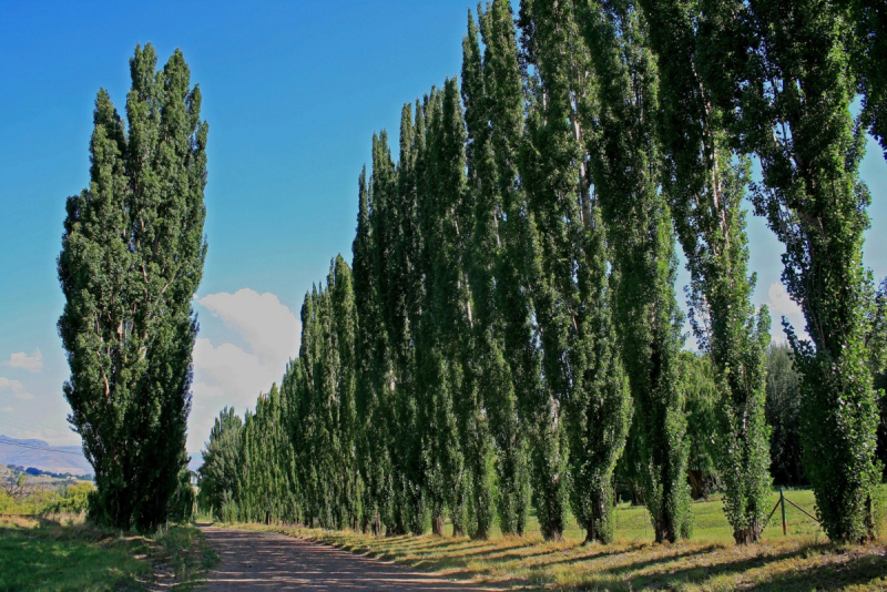 Тополь черный (Populus nigra)