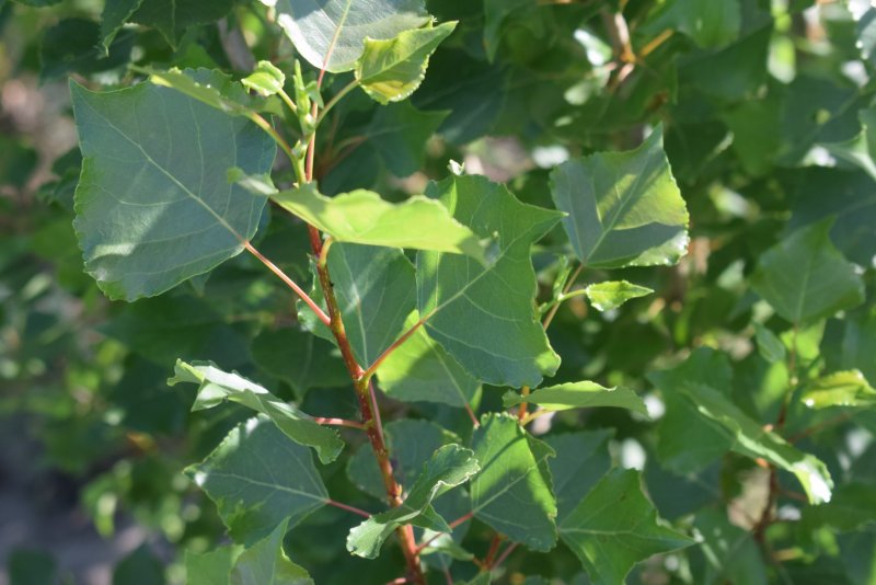 Тополь крупнозубчатый (Populus grandidentata)
