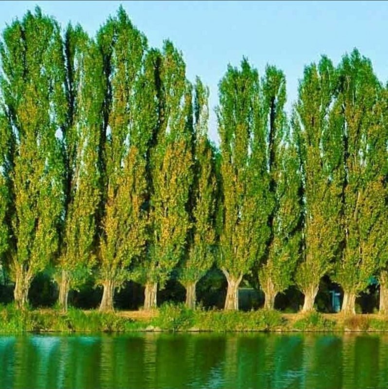 Тополь Советский пирамидальный (Populus sowietica pyramidalis)