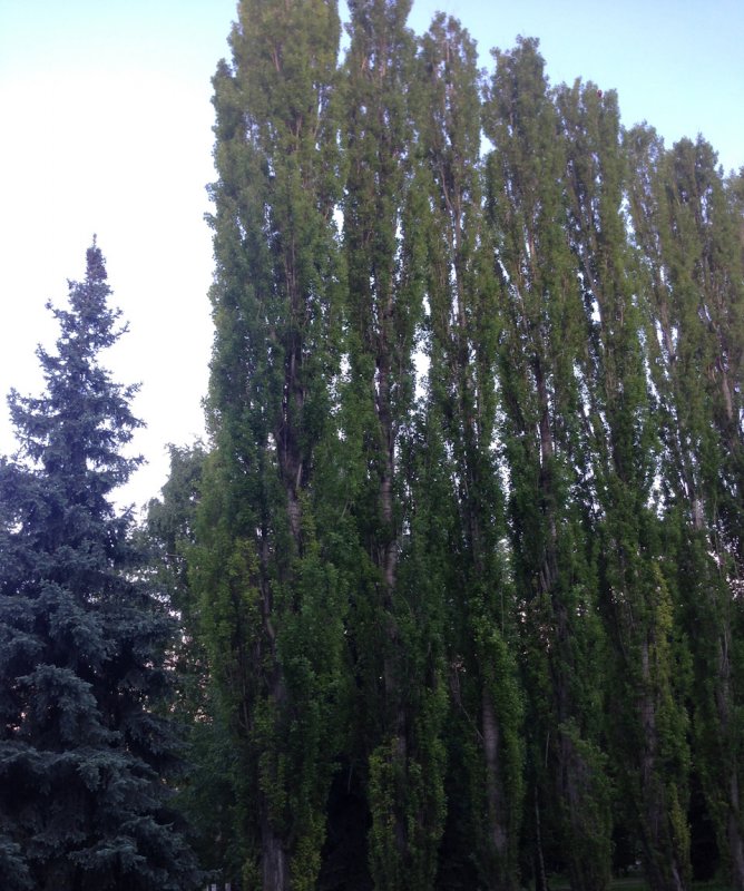 Тополь Симона Fastigiata