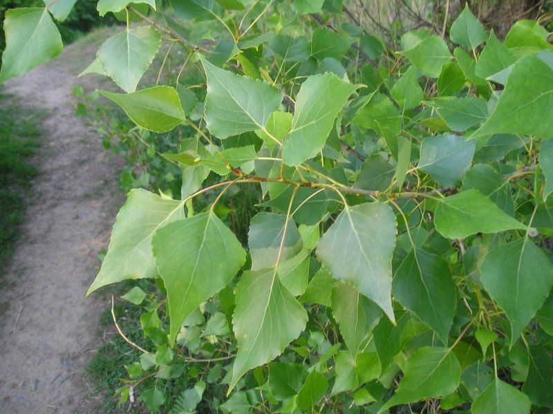 Тополь черный, осокорь – Populus nigra
