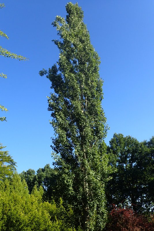 Populus tremula erecta