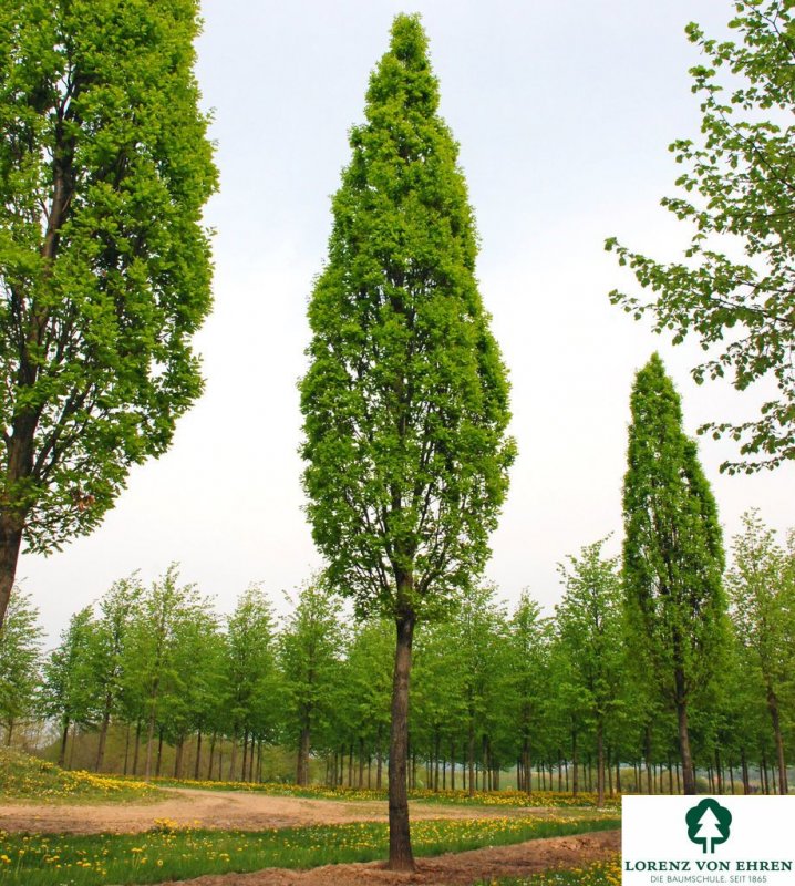 Дуб черешчатый Фастигиата Quercus Robur Fastigiata