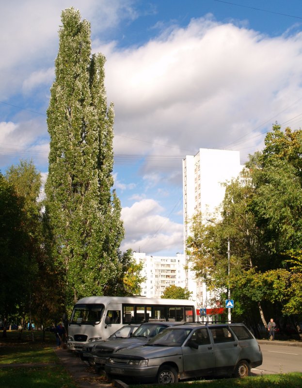 Тополь пирамидальный Московский