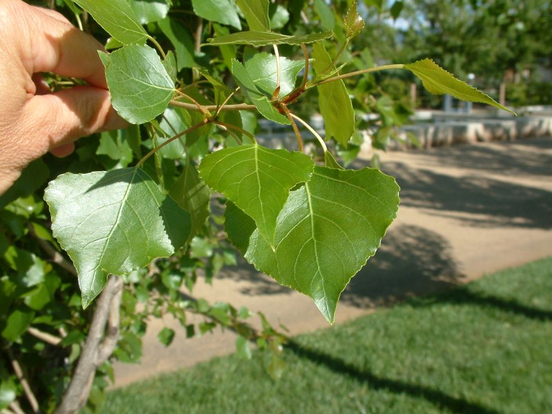 Populus nigra 'Italica'