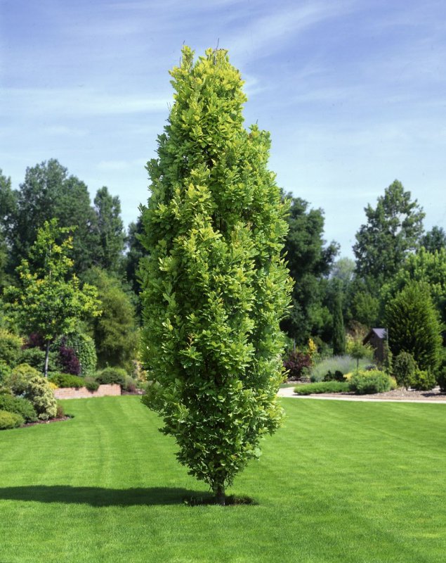 Дуб черешчатый Фастигиата Quercus Robur Fastigiata