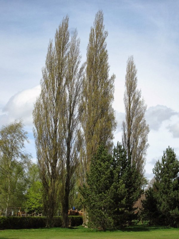 Тополь черный, осокорь – Populus nigra