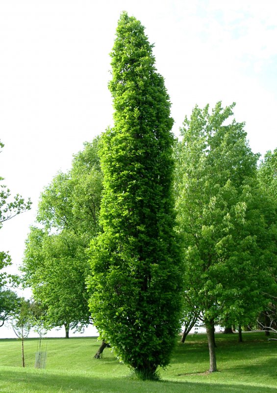 Quercus Robur Fastigiata