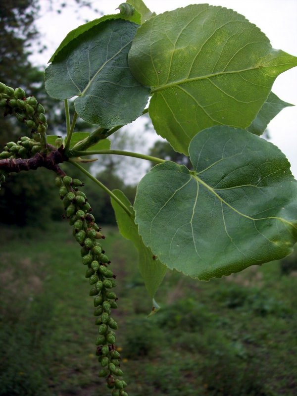 Тополь черный (Populus nigra)