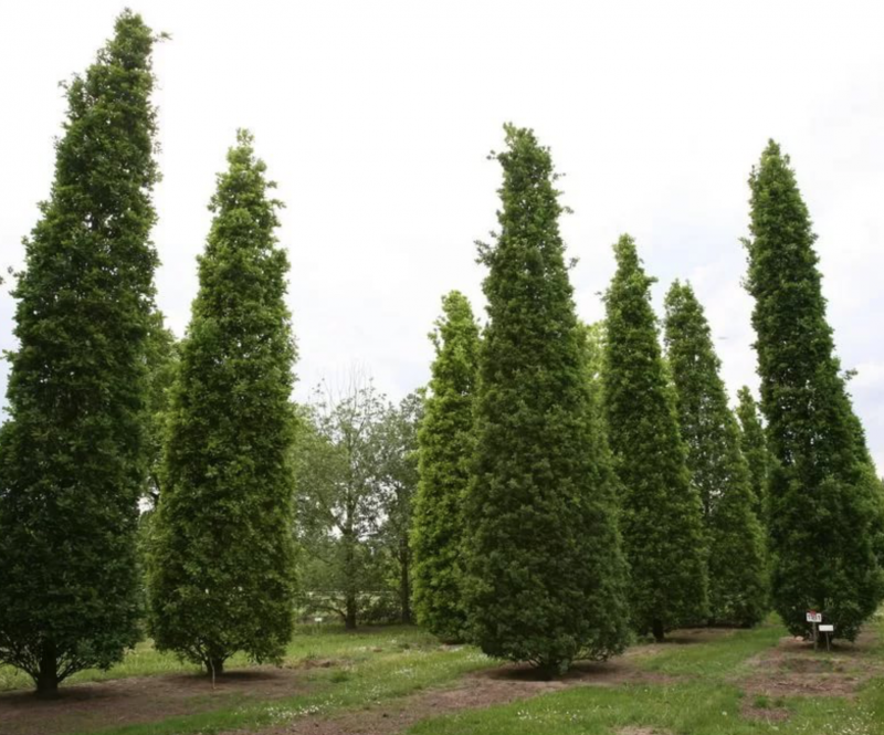 Дуб черешчатый Quercus Robur 'Fastigiata'
