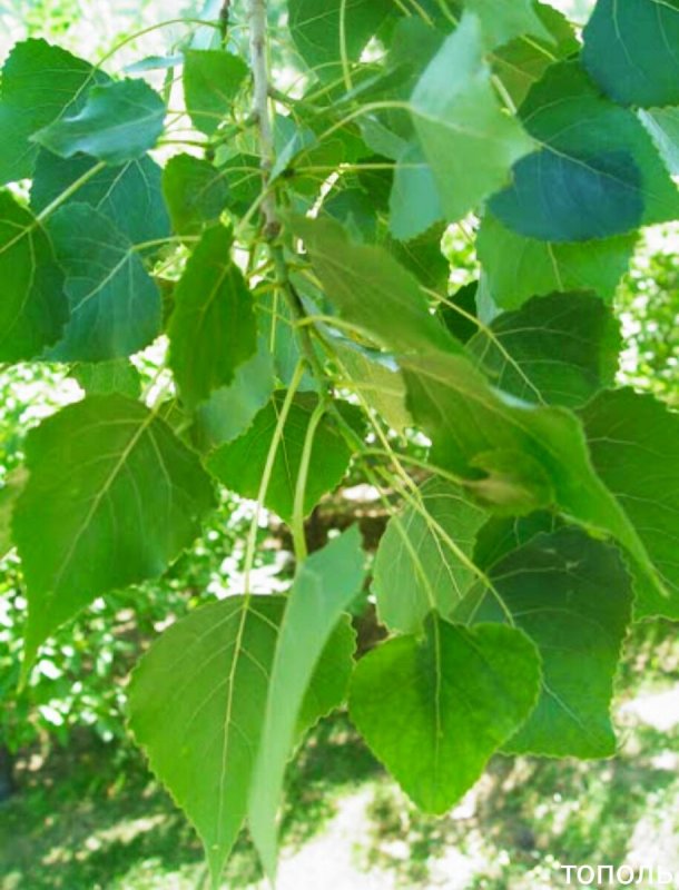 Тополь канадский (Populus canadensis)