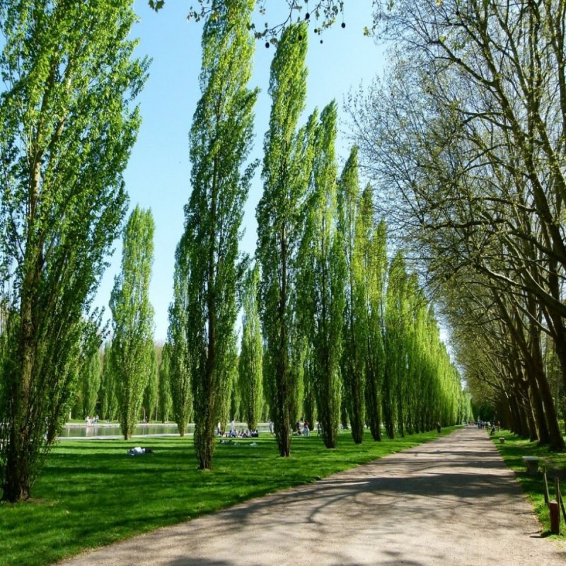 Тополь Берлинский