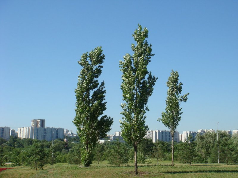 Тополь дерево в Москве
