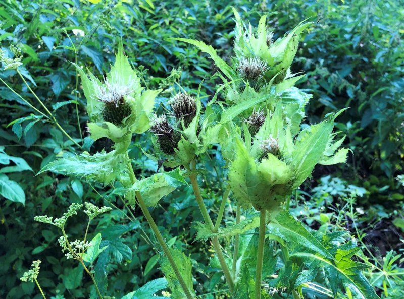 Растение Бодяк огородный (Cirsium oleraceum)