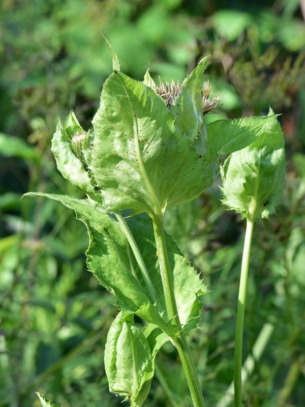 Растение Бодяк огородный (Cirsium oleraceum)