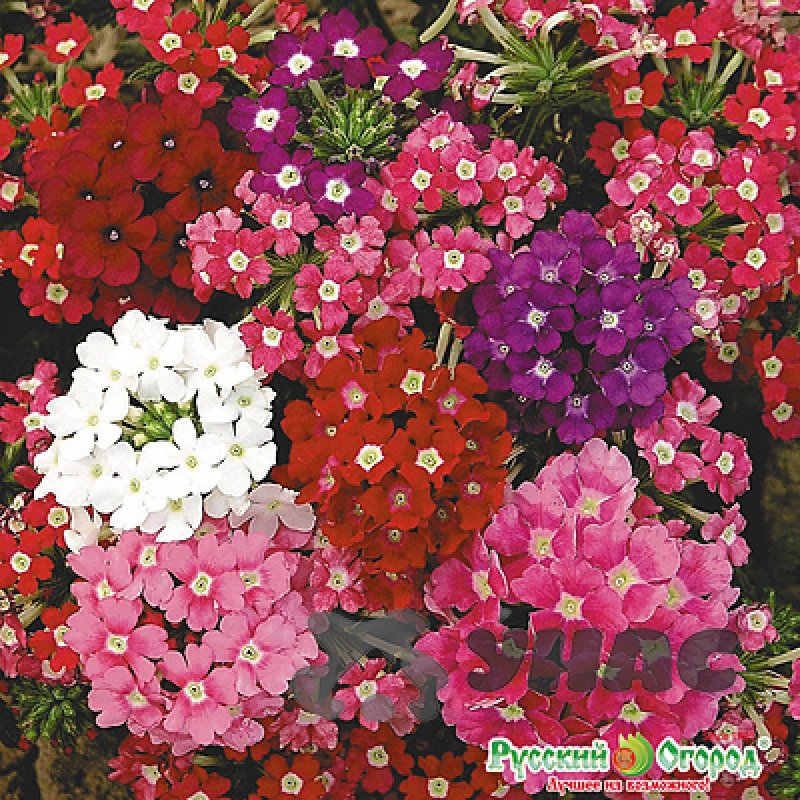 Вербена lascar Purple
