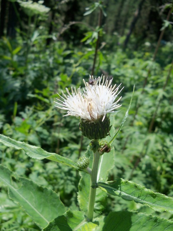 Бодяк разнолистный (Cirsium heterophyllum)