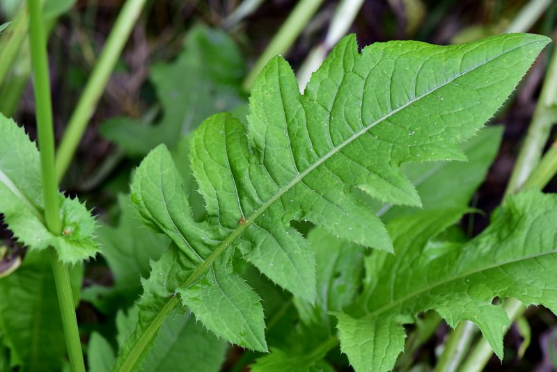 Растение Бодяк огородный (Cirsium oleraceum)