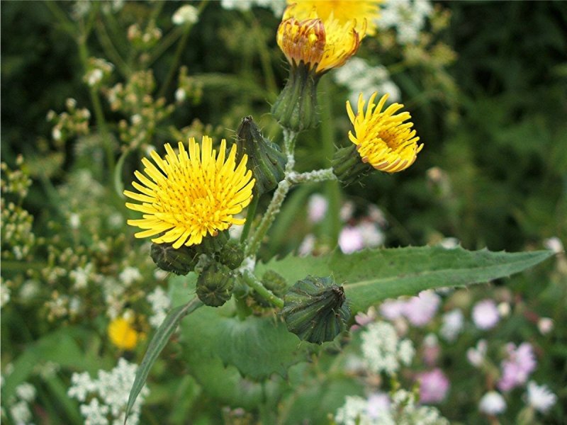 Осот полевой (Sonchus arvensis),