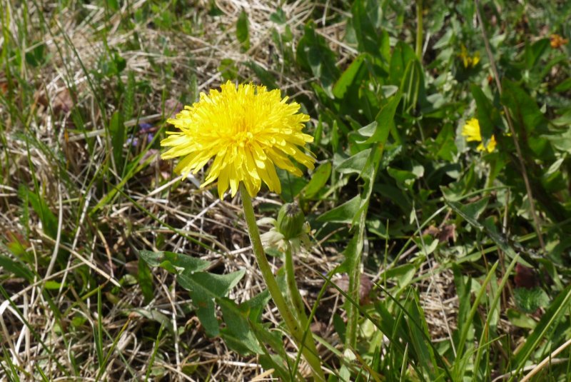 Осот огородный (Sonchus oleraceus l.)