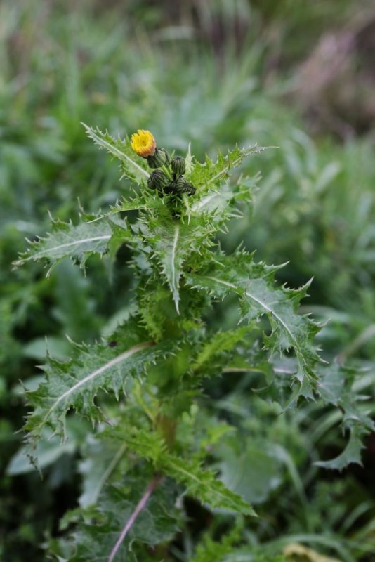 Sonchus oleraceus